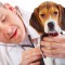 Traumjob Tierarzt – Ausbildung, Arbeitsbedingungen und Gehalt