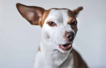 Inneren Schweinehund überwinden: 7 Strategien gegen Aufschieberitis und Bequemlichkeit Wer nicht wagt, wird niemals scheitern – aber auch nie gewinnen.